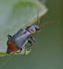 Axinotarsus sp.